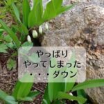 やっぱりやってしまった・・・ダウン