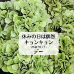 休みの日は偶然キョンキョン（小泉今日子）デー
