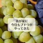 我が家に今日もブドウがやってきた