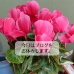 今日はブログお休みします。