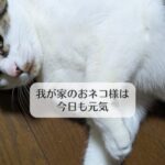 我が家のおネコ様は今日も元気