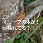 オリーブの木が！枯れてる？！