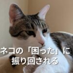ネコの「困った」に振り回される