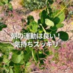 朝の運動は良い！　気持ちスッキリ